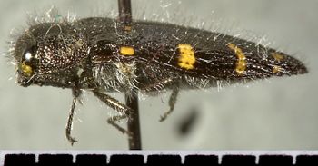 Media type: image;   Entomology 24424 Aspect: habitus lateral view